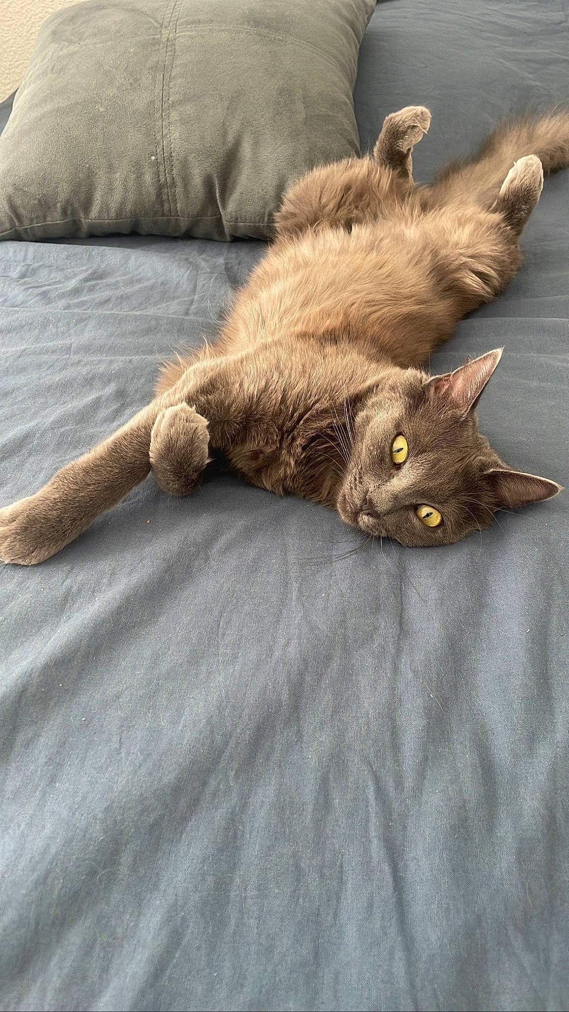 Tunka a rejoint le concours — aidez-le/la à gagner de superbes lots ! black_cat, carnivore, cat, claw, comfort, domestic_short_haired_cat, fawn, felidae, flooring, fur, grey, hardwood, linens, paw, small_to_medium_sized_cats, tail, terrestrial_animal, whiskers, wood