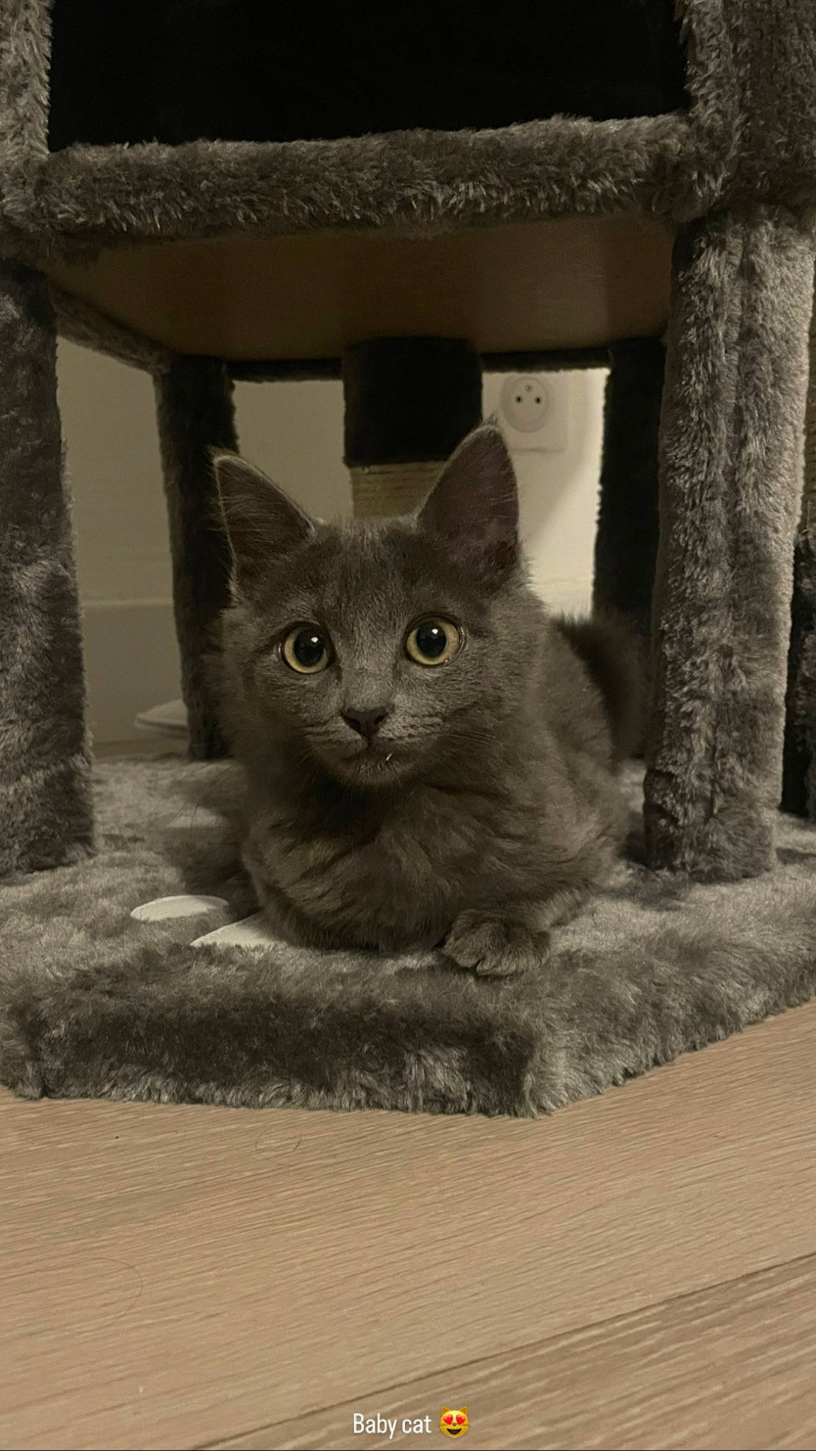 Tunka participe au concours pour gagner de l'argent avec cette photo : art, carnivore, cat, domestic_short_haired_cat, fawn, felidae, fur, grey, monochrome, monochrome_photography, russian_blue, small_to_medium_sized_cats, snout, tail, terrestrial_animal, whiskers, wildlife, window, wood