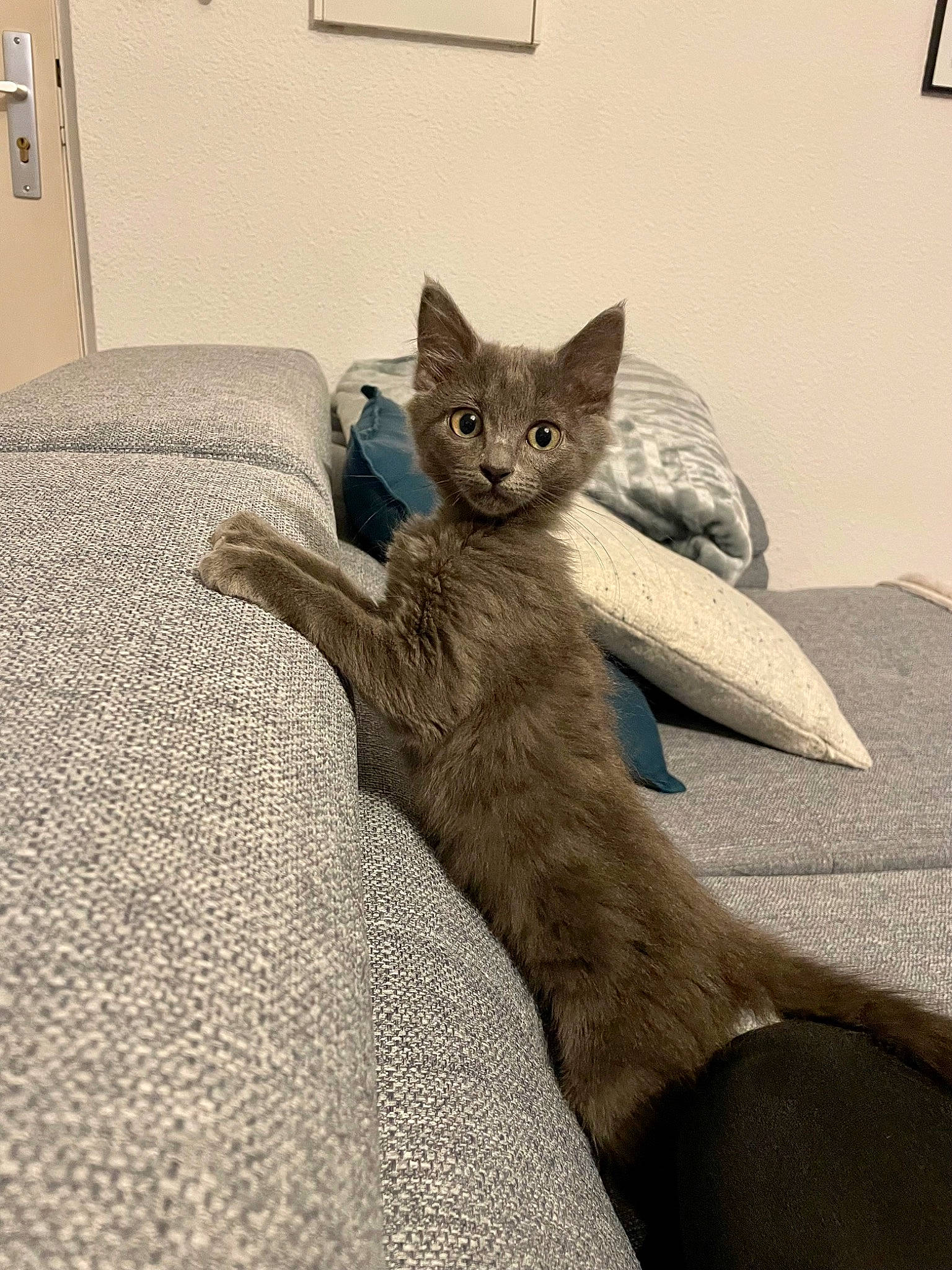 Tunka participe au concours pour gagner de l'argent avec cette photo : carnivore, cat, cat_supply, claw, comfort, domestic_short_haired_cat, fawn, felidae, foot, fur, grey, human_leg, light_switch, nap, paw, russian_blue, small_to_medium_sized_cats, snout, tail, whiskers