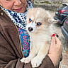 woman, puppy, dog, blue_eyes, scarf, brown_jacket, outdoor, cobblestone, car, hand, nail_polish, face, fur, pet, cute, animal, portrait, holding, person, closeup