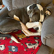 Jack joined the competition — help win amazing prizes! dog, sleeping, armchair, blanket, red_blanket, resting, paw, curled_up, indoor, cozy, pet, fur, relaxing, home, canine, cute, comfort, napping, quiet, animal
