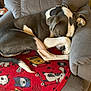 dog, sleeping, armchair, blanket, red_blanket, resting, paw, curled_up, indoor, cozy, pet, fur, relaxing, home, canine, cute, comfort, napping, quiet, animal