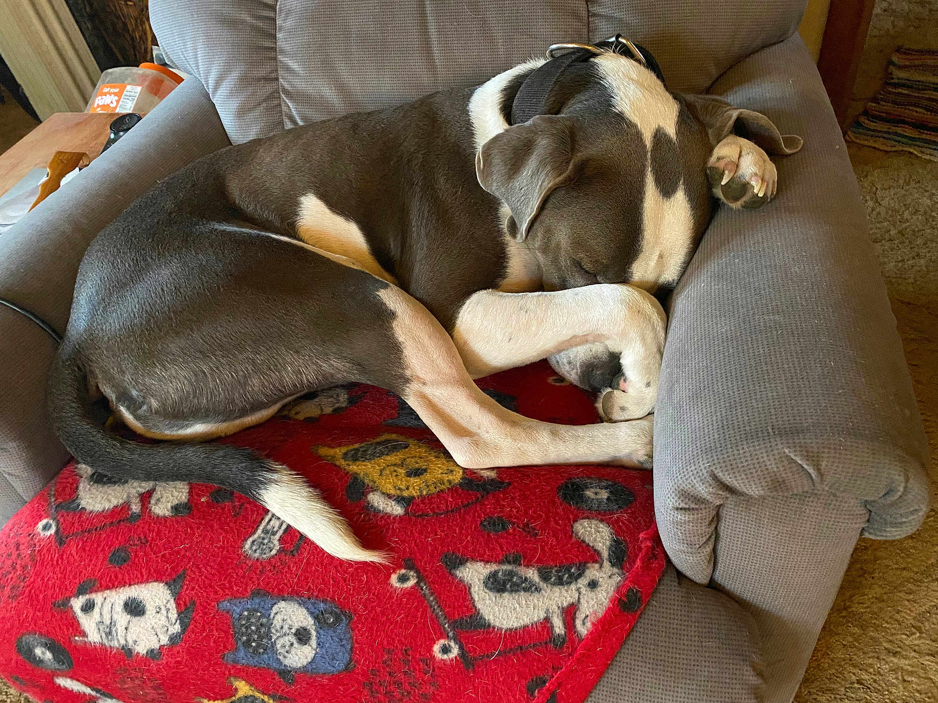 Jack joined the competition — help win amazing prizes! dog, sleeping, armchair, blanket, red_blanket, resting, paw, curled_up, indoor, cozy, pet, fur, relaxing, home, canine, cute, comfort, napping, quiet, animal