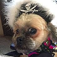 Charlie joined the competition — help win amazing prizes! animal, black, brown, carpet, close_up, companion, costume, cute, dog, domestic_animal, face, fur, indoor, looking_away, pet, pirate_hat, portrait, scarf, skull_and_crossbones, small_dog