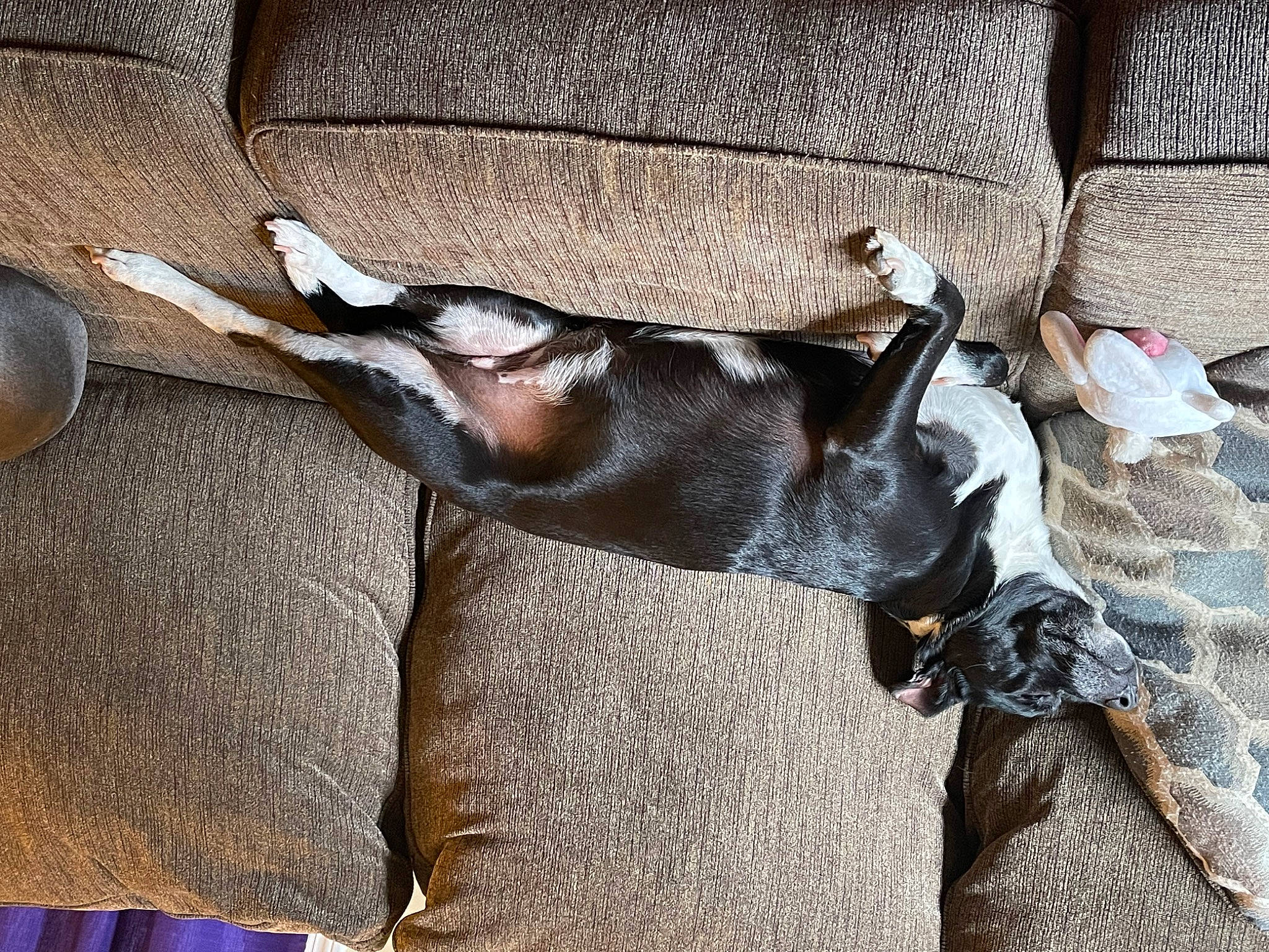 Daisy joined the competition — help win amazing prizes! canidae, carnivore, collar, comfort, companion_dog, dog, dog_breed, fawn, flooring, fur, grey, hardwood, liver, pet_supply, snout, sporting_group, tail, textile, wood, working_animal