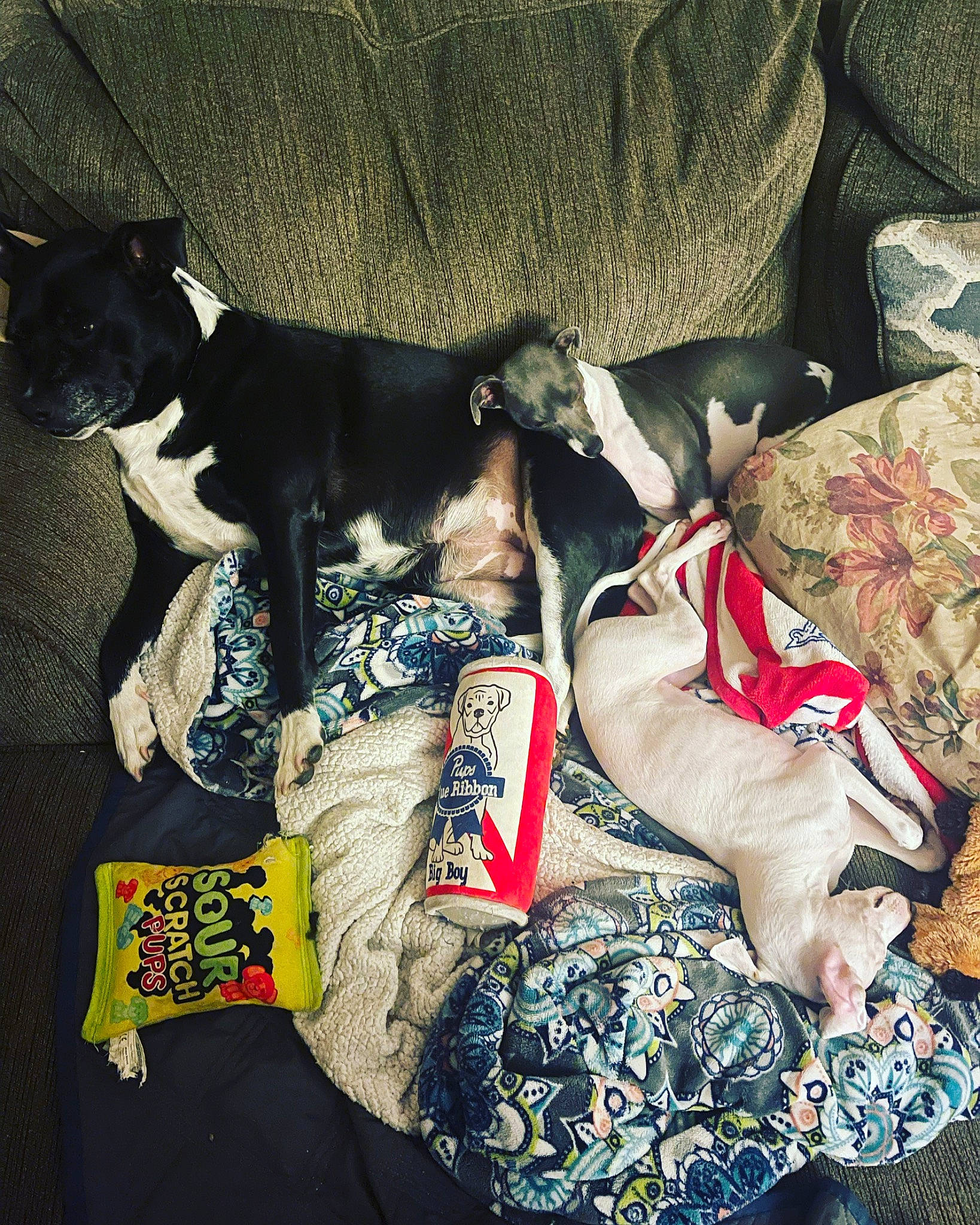 Daisy joined the competition — help win amazing prizes! bag, canidae, carmine, carnivore, collar, comfort, companion_dog, dog, dog_breed, dog_supply, linens, mammal, non_sporting_group, pattern, pet_supply, plastic_bag, sporting_group, toy_dog, vertebrate, working_animal