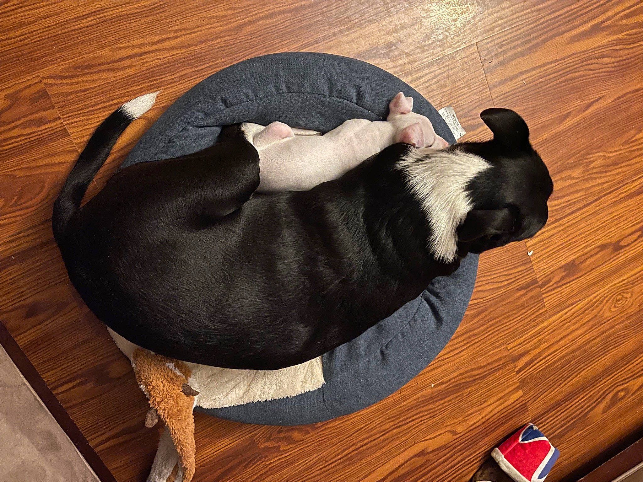 Daisy joined the competition — help win amazing prizes! bag, carnivore, comfort, companion_dog, dog, dog_breed, dog_supply, fawn, felidae, flooring, hardwood, linens, pet_supply, sunglasses, tail, varnish, wood, wood_flooring, wood_stain, working_animal