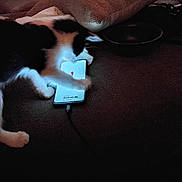 Hope joined the competition — help win amazing prizes! animal, black_and_white, bowl, cat, charging_cable, close_up, curious, dark, feline, indoor, light, paw, pet, phone, pillow, shadow, smartphone, table, technology, whiskers