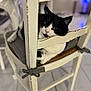 cat, black_and_white, chair, wooden_chair, cushion, indoor, floor_tiles, pet, animal, feline, relaxing, resting, curious, closeup, home, cozy, domestic, looking, seated, quiet