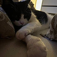 Mynie a rejoint le concours — aidez-le/la à gagner de superbes lots ! cat, black_and_white, paw, bed, blanket, indoor, relaxed, sleepy, animal, pet, close_up, fur, whiskers, cozy, stretching, resting, cute, domestic_cat, feline, soft