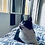 cat, black_and_white, indoor, bed, blanket, window, natural_light, relaxed, pet, animal, feline, whiskers, looking_out, cozy, home, quiet, resting, soft_light, patterned_bedding, curtains