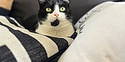 Mynie participe au concours pour gagner de l'argent avec cette photo : cat, tuxedo_cat, green_eyes, pillow, couch, indoor, pet, feline, cozy, black_and_white, fur, whiskers, relaxed, home, close_up, cute, animal, mammal, resting, soft