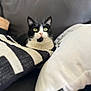 cat, tuxedo_cat, green_eyes, pillow, couch, indoor, pet, feline, cozy, black_and_white, fur, whiskers, relaxed, home, close_up, cute, animal, mammal, resting, soft