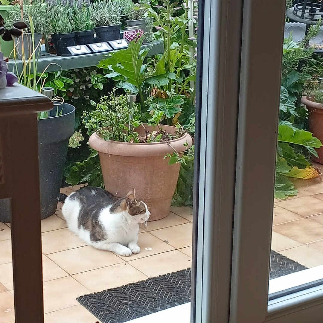 Yuki a rejoint le concours — aidez-le/la à gagner de superbes lots ! animal, bird_figurine, buddha_statue, cat, decor, figurines, frog_figurine, garden, glass_door, greenery, indoor, nature, outdoor, patio, plants, potted_plants, pottery, relaxed_cat, sun_figurine, tiled_floor