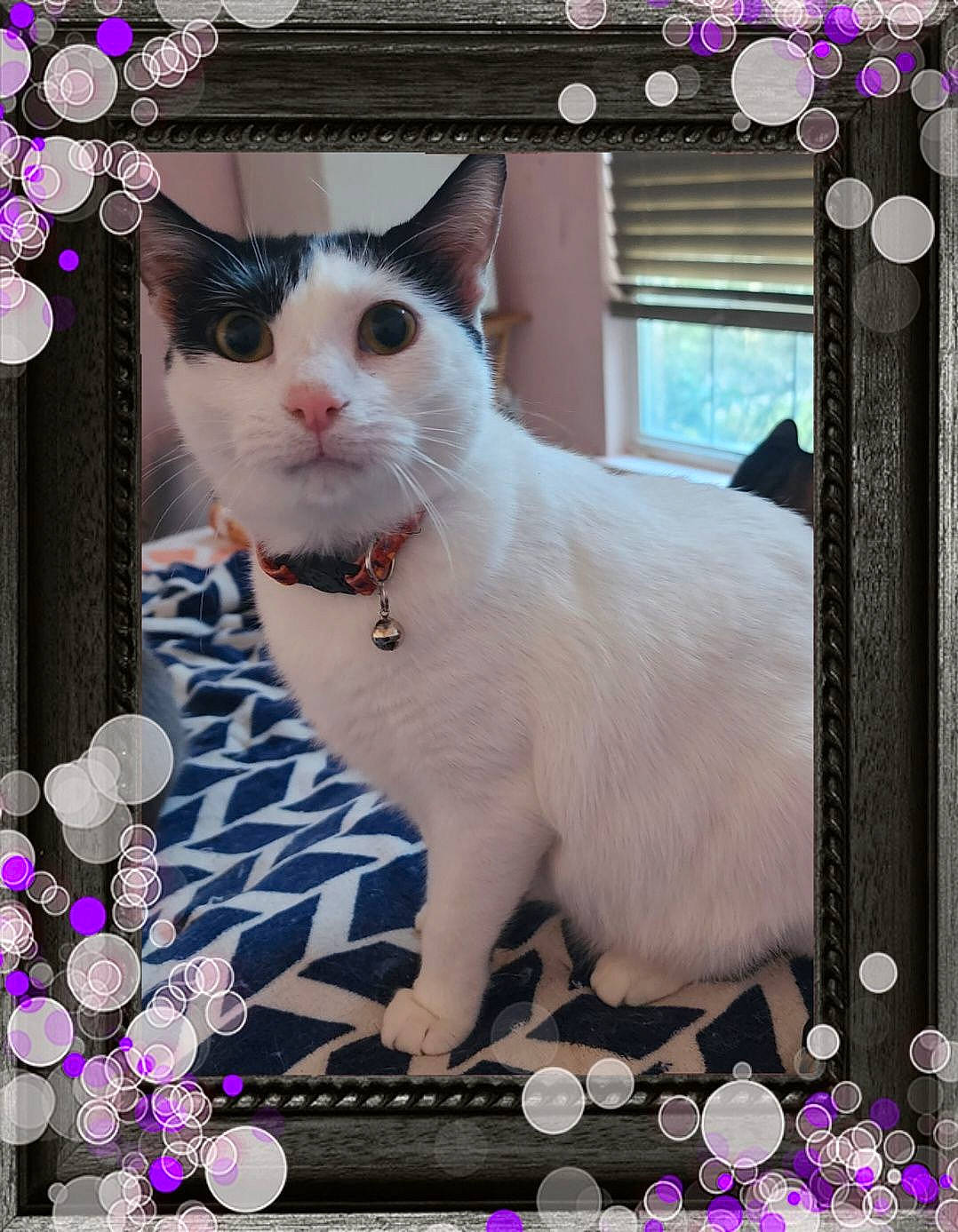 Zany is registered to the contest to win money with this photo: art, carnivore, cat, creative_arts, domestic_short_haired_cat, felidae, font, fur, magenta, organism, pattern, petal, photo_caption, photograph, picture_frame, pink, rectangle, small_to_medium_sized_cats, whiskers, window