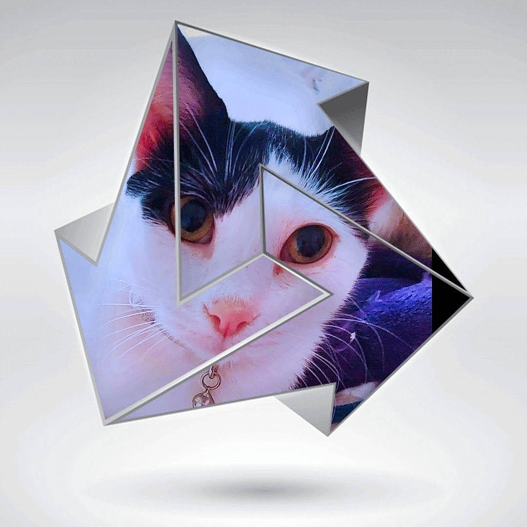 Zany is registered to the contest to win money with this photo: box, carmine, carnivore, cat, creative_arts, electric_blue, eyelash, felidae, font, graphic_design, graphics, magenta, packaging_and_labeling, paper, paper_bag, paper_product, rectangle, small_to_medium_sized_cats, whiskers