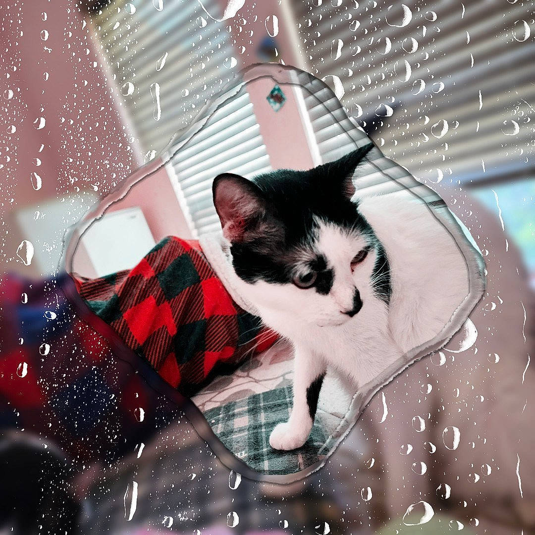 Damien joined the competition — help win amazing prizes! carmine, carnivore, cat, domestic_short_haired_cat, event, felidae, fur, happy, holiday, monochrome_photography, pattern, paw, photo_caption, plaid, small_to_medium_sized_cats, snapshot, tail, tartan, tree, whiskers