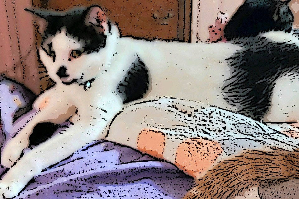 Damien is registered to the contest to win money with this photo: art, carnivore, cat, comfort, domestic_short_haired_cat, fawn, felidae, foot, fur, illustration, paint, painting, pattern, paw, small_to_medium_sized_cats, snout, tail, terrestrial_animal, visual_arts, whiskers