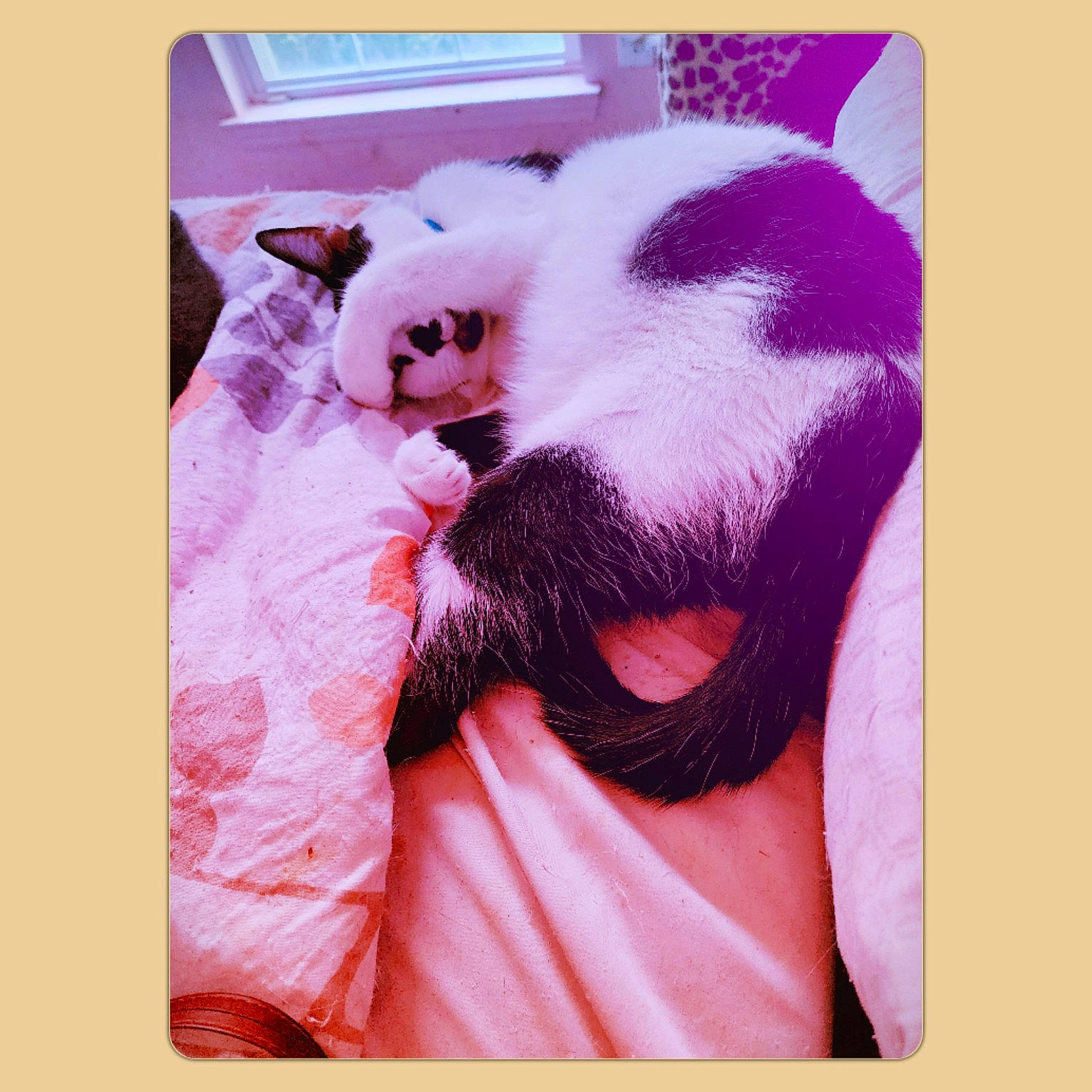 Damien is registered to the contest to win money with this photo: carnivore, cat, comfort, companion_dog, eyelash, felidae, fur, magenta, nap, paw, pet_supply, photo_caption, pink, purple, rectangle, small_to_medium_sized_cats, snout, tail, violet, whiskers