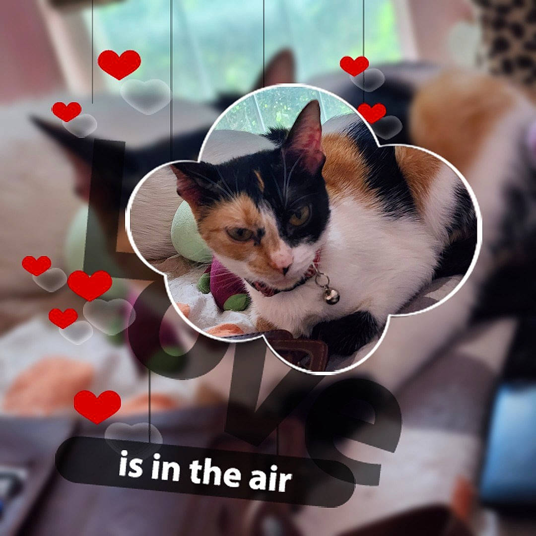 Christmas joined the competition — help win amazing prizes! bowl, carnivore, cat, domestic_short_haired_cat, felidae, flower, font, formal_wear, fur, happy, love, paw, petal, photo_caption, plant, sky, small_to_medium_sized_cats, tail, whiskers