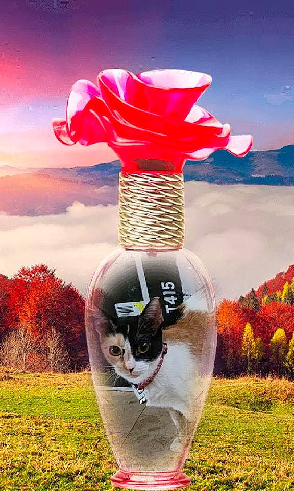 Christmas is registered to the contest to win money with this photo: art, carnivore, cloud, companion_dog, dog_breed, fawn, fun, grass, grassland, happy, landscape, morning, natural_landscape, people_in_nature, plant, recreation, sky, sporting_group, tail, tree