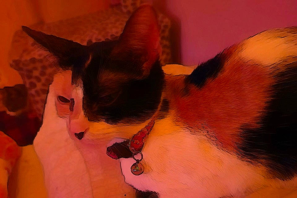 Christmas is registered to the contest to win money with this photo: canidae, carnivore, cat, collar, dog_breed, ear, eyelash, fang, fawn, felidae, fur, jaw, pet_supply, small_to_medium_sized_cats, snout, tail, thai, whiskers