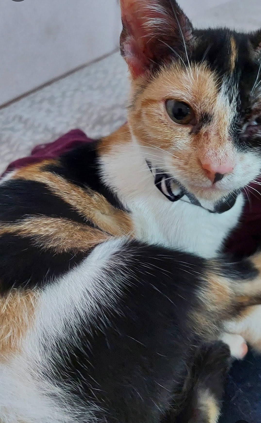 Christmas joined the competition — help win amazing prizes! balance, carnivore, cat, claw, comfort, domestic_short_haired_cat, fawn, felidae, foot, fur, paw, sitting, small_to_medium_sized_cats, snout, tail, terrestrial_animal, whiskers