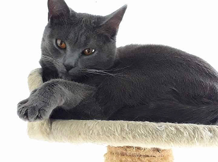 Nalla