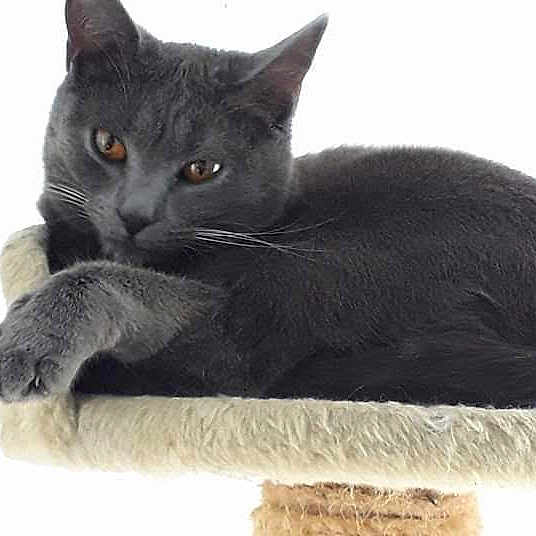 Nalla