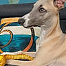 alert, close_up, couch, cushion, dog, floppy_ear, hound, indoors, living_room, long_legged, lying_down, pet, portrait, short_coat, side_profile, sitting, tan_dog, toy, white_markings, yellow_toy