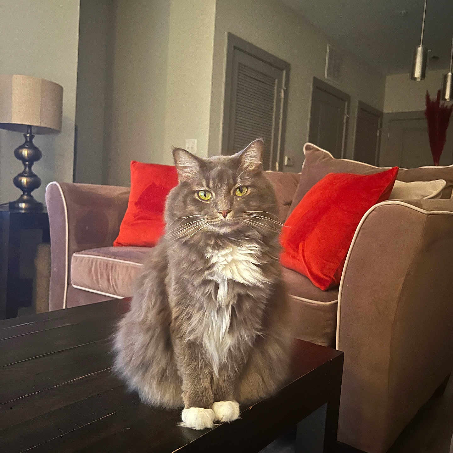 Rosey joined the competition — help win amazing prizes! animal, architecture, armchair, building, cat, chair, couch, cushion, desk, furniture, hardwood, homedecor, indoors, interiordesign, lamp, livingroom, pet, room, table, wood