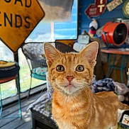 Oliver is registered to the contest to win money with this photo: cat, kitten, orange_tabby, pet, portrait, indoor, whiskers, big_eyes, ears, table, chair, signs, exit_sign, vintage, fan, porch, cozy, shallow_depth_of_field, domestic_cat, curious