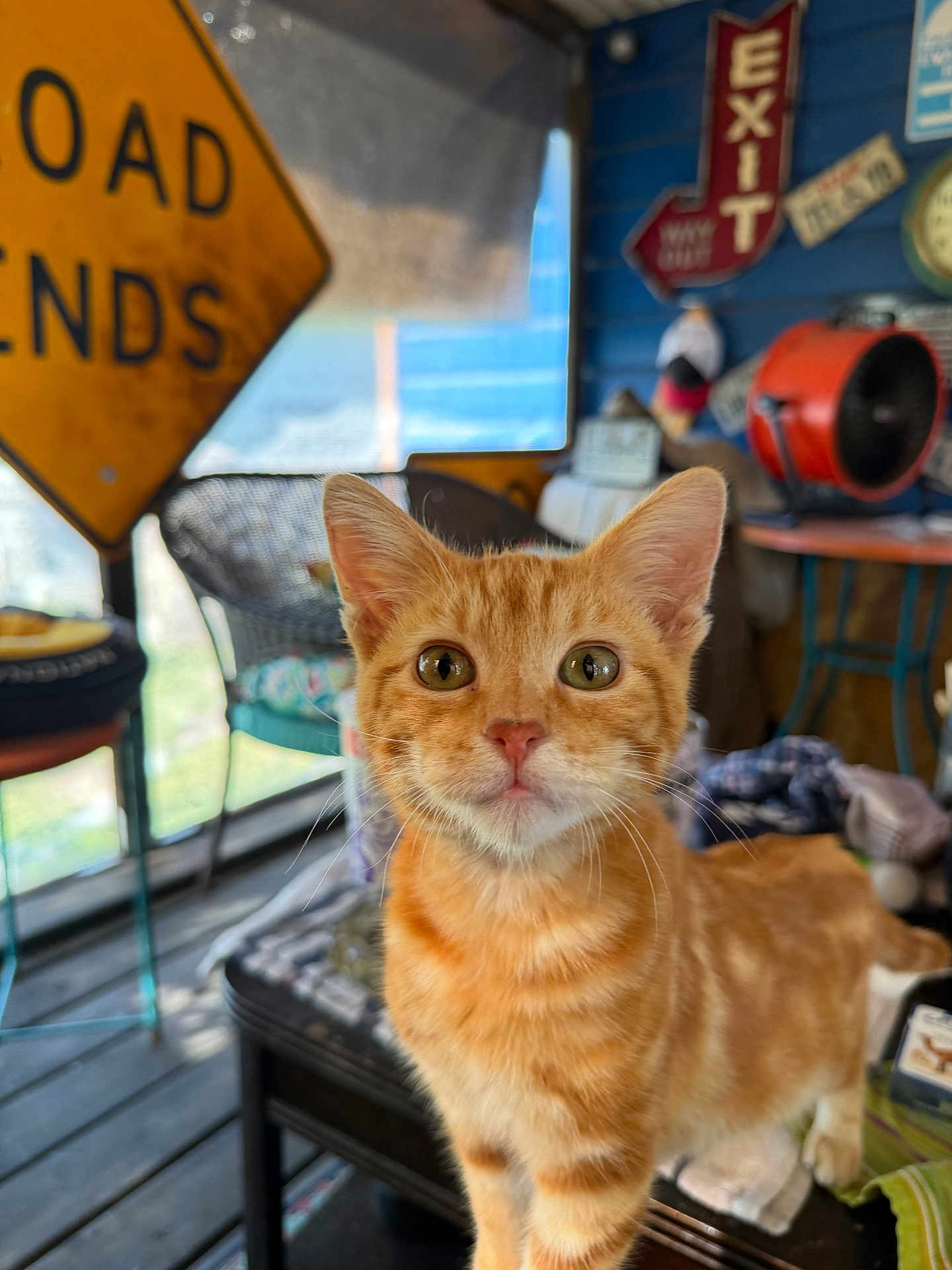 Oliver is registered to the contest to win money with this photo: cat, kitten, orange_tabby, pet, portrait, indoor, whiskers, big_eyes, ears, table, chair, signs, exit_sign, vintage, fan, porch, cozy, shallow_depth_of_field, domestic_cat, curious