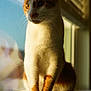 Kyo is registered to the contest to win money with this photo: cat, orange_cat, white_cat, windowsill, sunlight, reflection, pet, animal, feline, whiskers, ears, paws, indoor, window, curtains, domestic_cat, closeup, portrait, sitting, furry