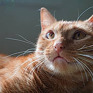 Kyo is registered to the contest to win money with this photo: cat, ginger_cat, whiskers, close_up, pet, animal, feline, fur, ears, nose, eyes, portrait, indoor, curious, soft_light, natural_light, background_blur, domestic_cat, mammal, cute