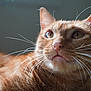 cat, ginger_cat, whiskers, close_up, pet, animal, feline, fur, ears, nose, eyes, portrait, indoor, curious, soft_light, natural_light, background_blur, domestic_cat, mammal, cute