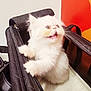 animal, bag, cat, curious, cute, domestic, feline, fluffy, fur, indoor, kitten, looking_up, mouth_open, paws, pet, playful, quilted, small, white_fur, young