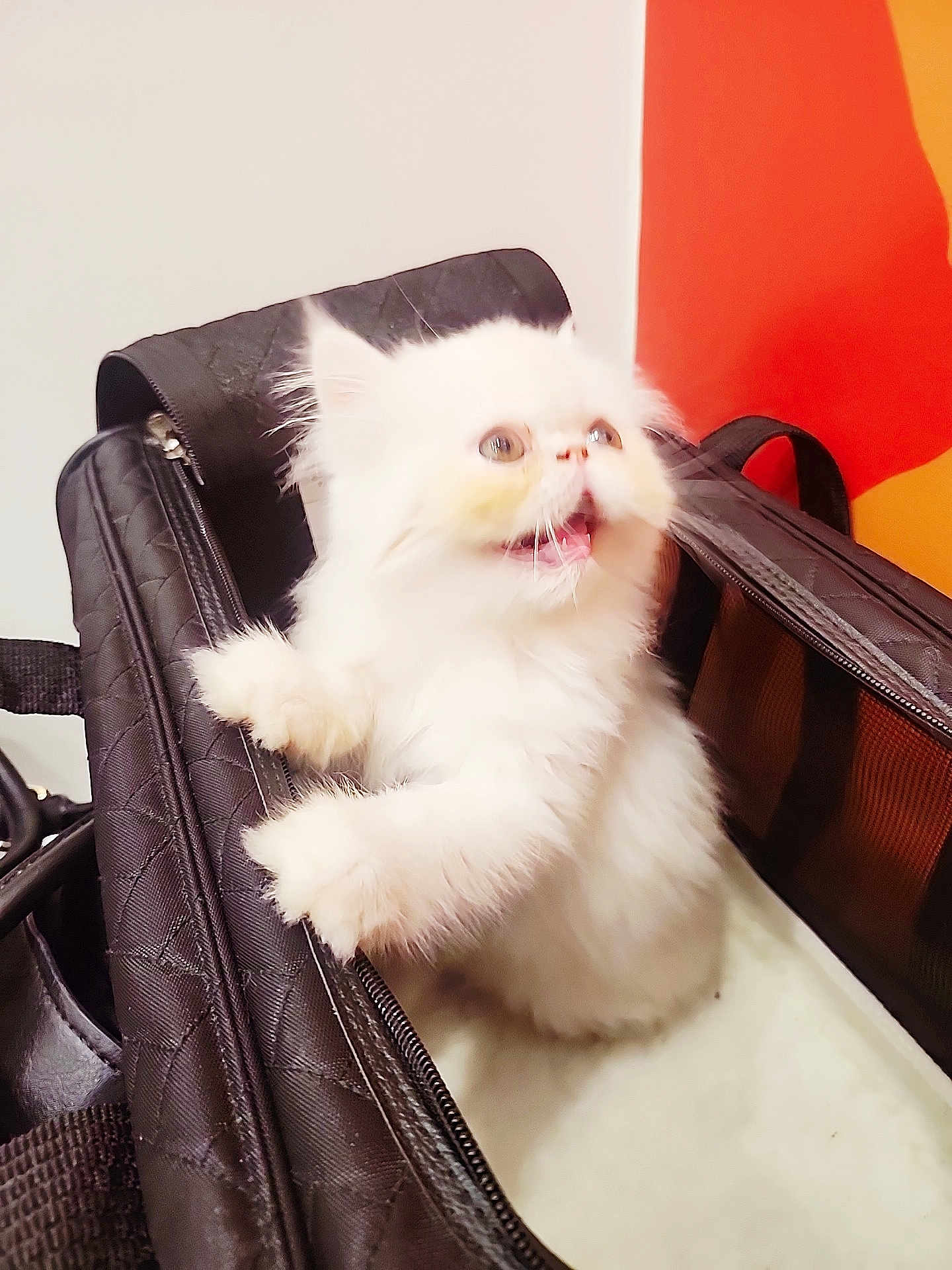 Aslan joined the competition — help win amazing prizes! animal, bag, cat, curious, cute, domestic, feline, fluffy, fur, indoor, kitten, looking_up, mouth_open, paws, pet, playful, quilted, small, white_fur, young