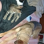 Percephone joined the competition — help win amazing prizes! animal, bed, black_and_white, blanket, brown, cat, chain, collar, cozy, dog, fur, furniture, indoor, kitten, pet, resting, sleeping, sniffing, tabby, towel