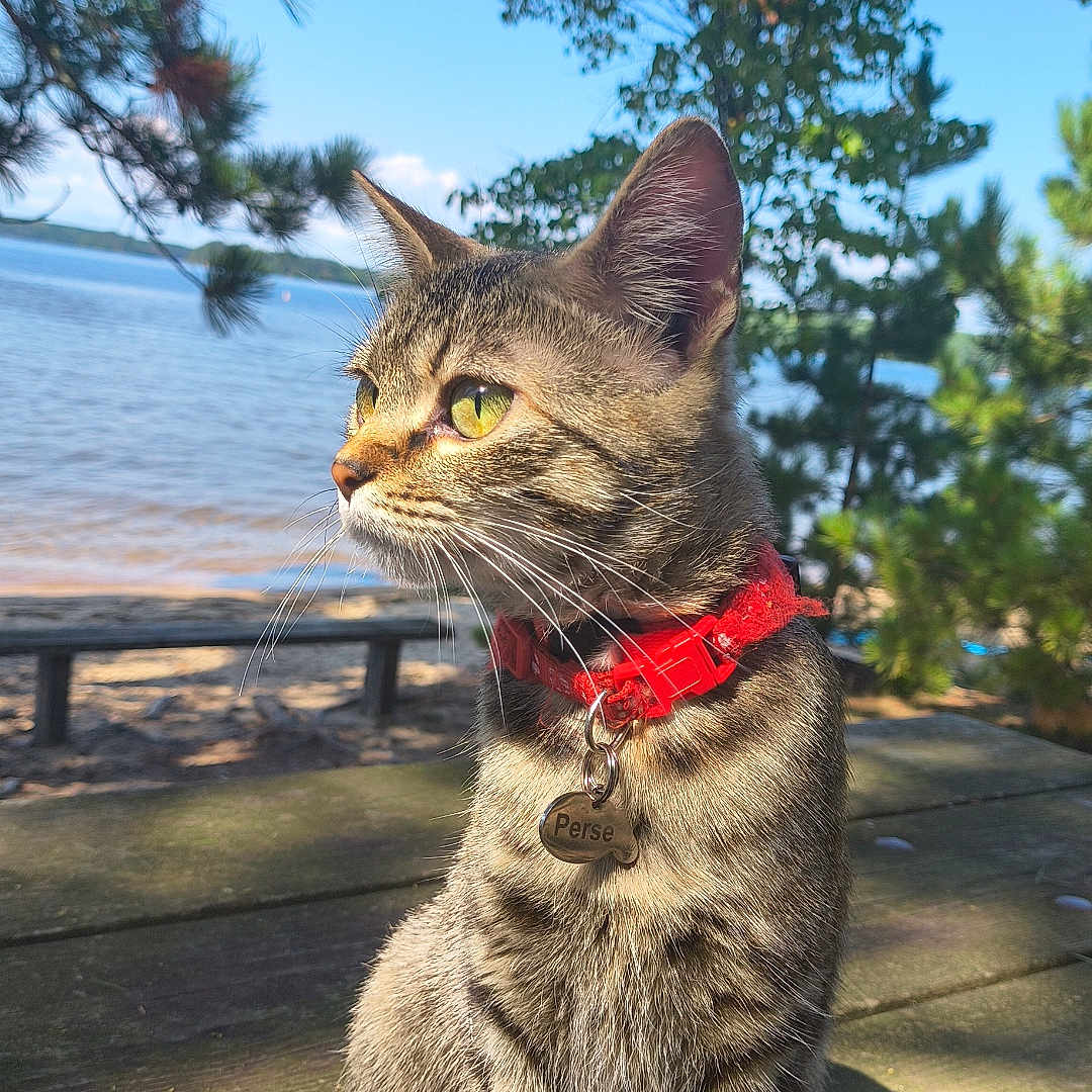 Percephone is registered to the contest to win money with this photo: animal, cat, closeup, daylight, feline, fur, green_eyes, lake, nature, outdoor, peaceful, pet_tag, red_collar, side_view, sitting, sunlight, tabby, trees, whiskers, wooden_table