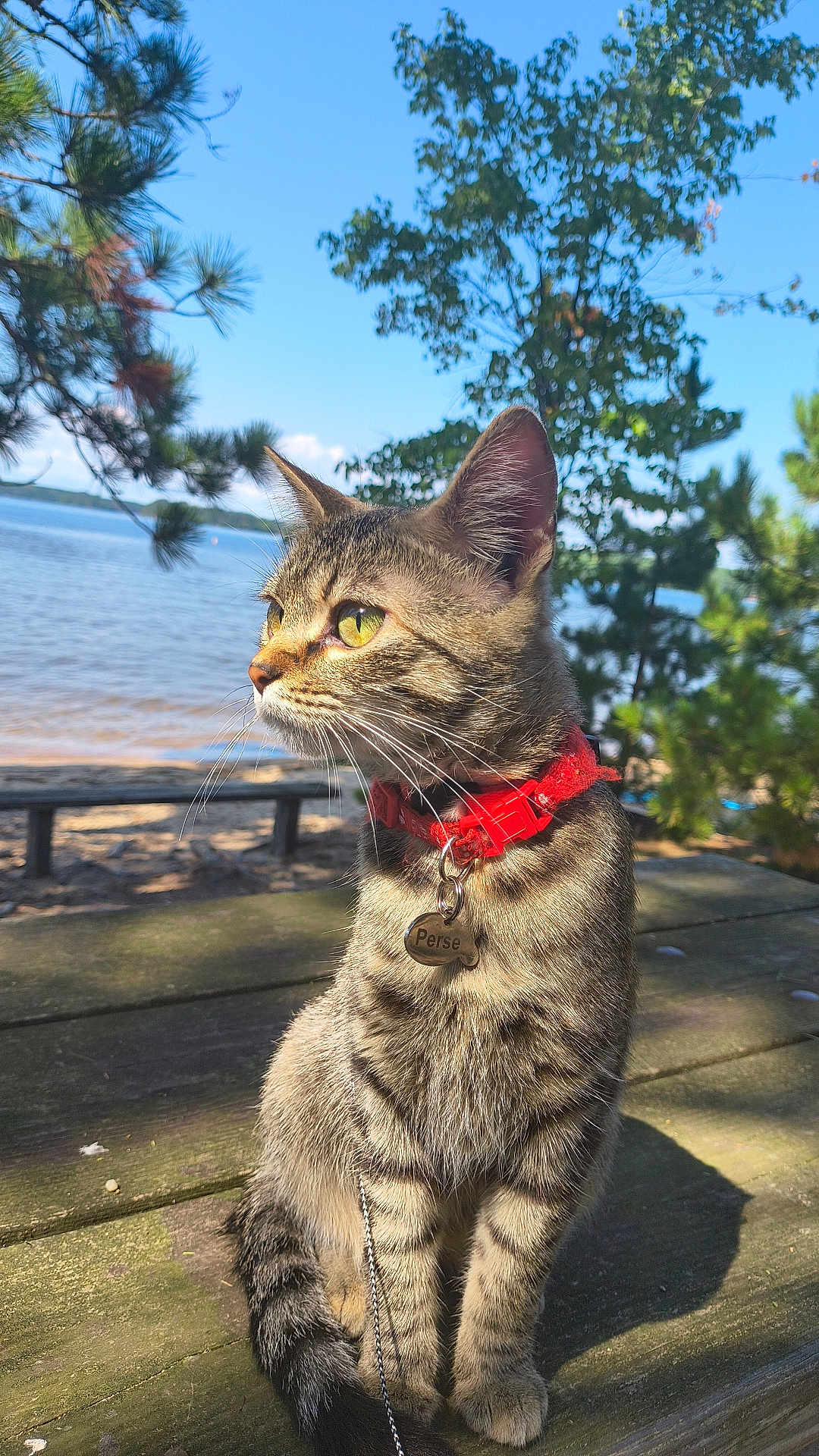 Percephone is registered to the contest to win money with this photo: cat, tabby, green_eyes, red_collar, pet_tag, outdoor, lake, trees, wooden_table, sunlight, nature, animal, feline, whiskers, sitting, side_view, daylight, peaceful, fur, closeup