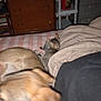 Percephone is registered to the contest to win money with this photo: dog, cat, blur, indoor, blanket, furniture, wooden_drawer, shelf, pet, animal, bedroom, striped_blanket, cozy, relaxing, brown_dog, tabby_cat, household, domestic, resting, sleepy