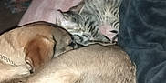 Percephone joined the competition — help win amazing prizes! dog, cat, sleeping, blanket, striped, tabby_cat, canine, pet, indoor, cozy, resting, fur, paw, companion, legs, socks, black_pants, bed, snuggling, animal