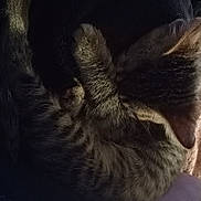 Percephone is registered to the contest to win money with this photo: kitten, cat, sleeping, fur, tabby, paw, cozy, blanket, dark, rest, cute, animal, pet, feline, striped, soft, nap, indoors, comfort, closeup