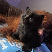 Calypso joined the competition — help win amazing prizes! kitten, cat, black_cat, fluffy, person, glasses, red_hair, hoodie, blue_hoodie, indoor, cozy, pet, cute, animal, feline, young_cat, close_up, soft_light, resting, curious