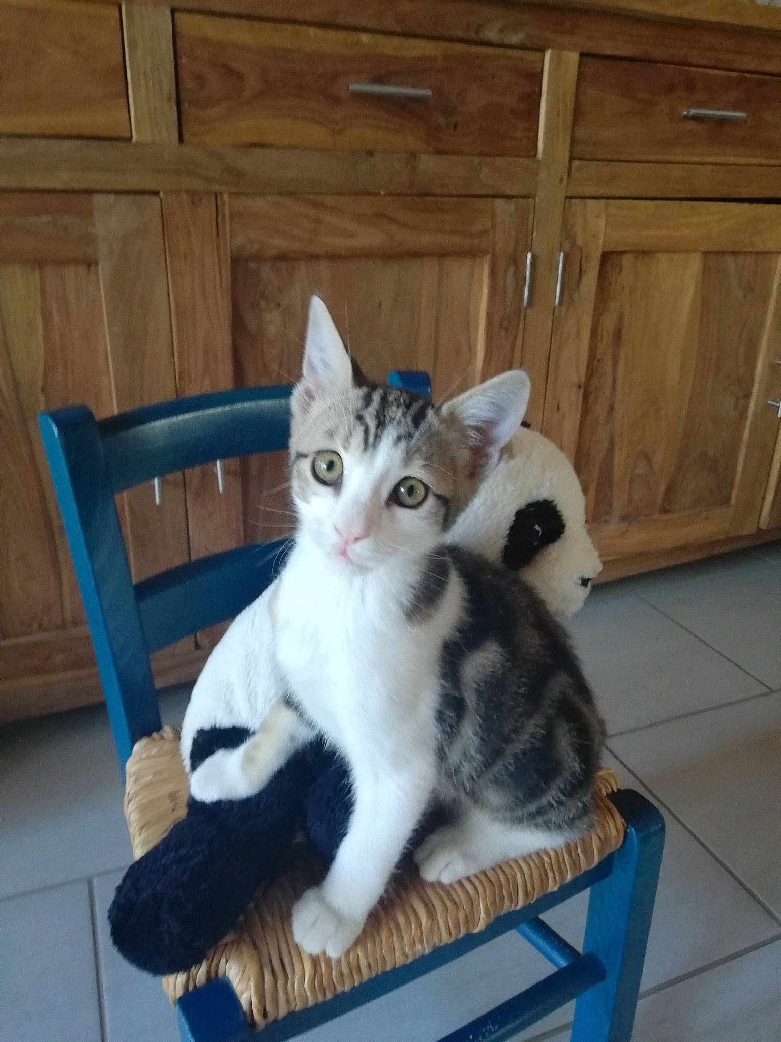 Azur a rejoint le concours — aidez-le/la à gagner de superbes lots ! carnivore, cat, cat_furniture, cat_supply, claw, comfort, domestic_short_haired_cat, felidae, flooring, fur, hardwood, paw, pet_supply, sitting, small_to_medium_sized_cats, snout, tail, whiskers, wood, wood_stain