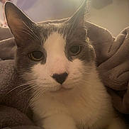 Dj is registered to the contest to win money with this photo: abyssinian, animal, blanket, cat, face, flare, head, kitten, light, manx, nature, outdoors, person, pet, photography, portrait, siamese, sky, sun, towel