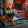 dog, couch, blanket, lamp, fireplace, stockings, christmas_lights, holiday_decor, indoor, pet, cozy, relaxing, wood_floor, decorative_lights, plaid, brown_dog, black_and_white_dog, living_room, furniture, festive