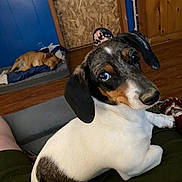 Bella is registered to the contest to win money with this photo: animal, architecture, beagle, building, canine, couch, cushion, dog, dogbed, furniture, hardwood, homedecor, hound, indoors, interiordesign, livingroom, pet, pointer, puppy, wood