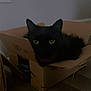 Luna joined the competition — help win amazing prizes! amazon_prime, animal, black_cat, box, cardboard_box, cat, cozy, curious, cute, dark, domestic_animal, ears, feline, floor, home, indoor, pet, shadow, whiskers, yellow_eyes